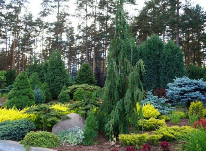 Spruce with shrubs