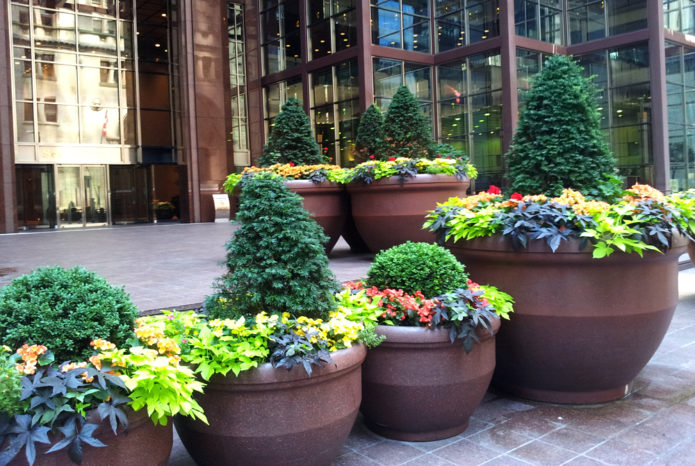 Dwarf spruce in containers