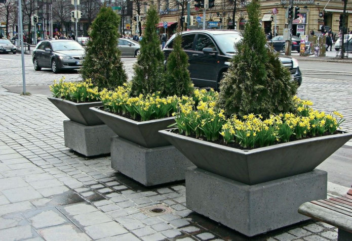 Dwarf spruce in containers