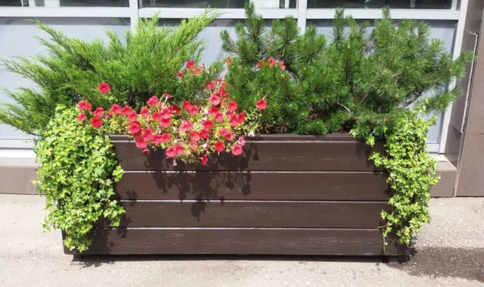 Dwarf spruce in containers