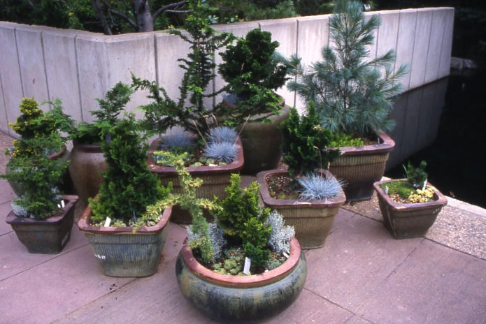 Dwarf spruce in containers