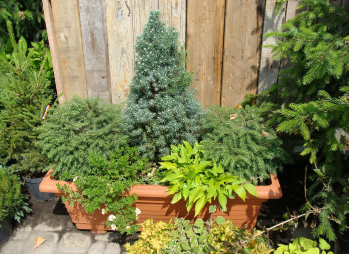 Dwarf spruce in containers