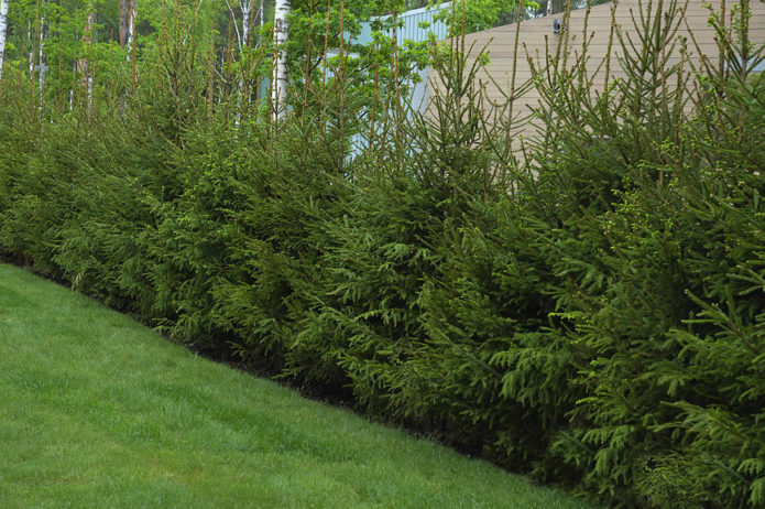 Spruce hedge