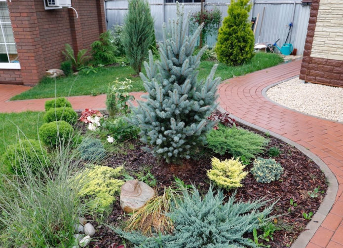 Spruce in mixborders