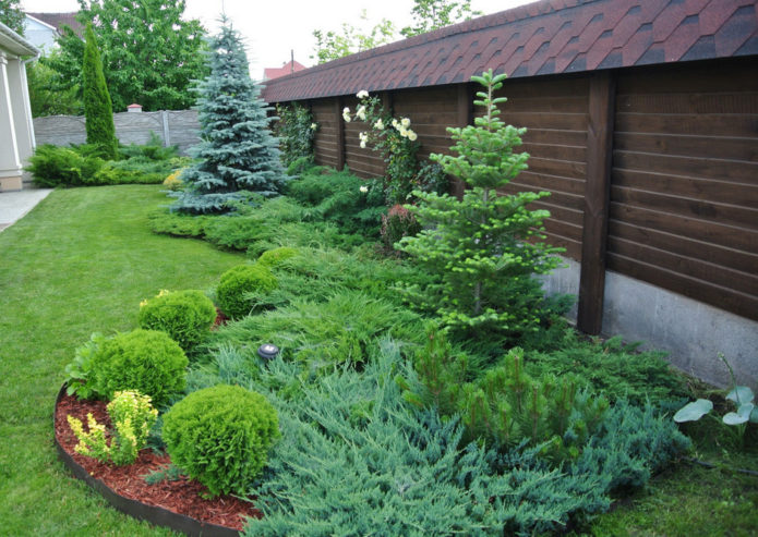 Spruce in mixborders