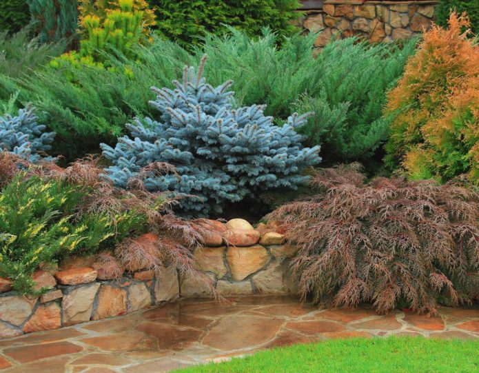 Spruce in landscape design