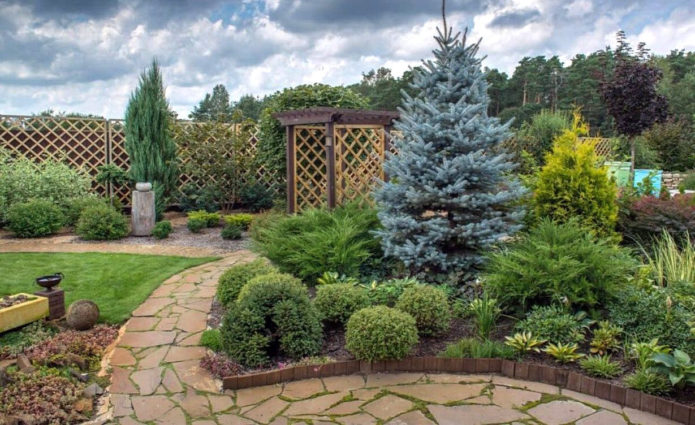 Spruce in landscape design