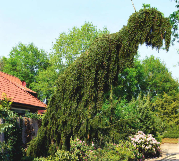 Spruce near small architectural forms