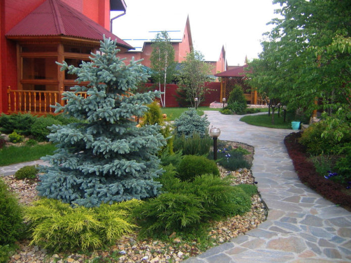 Spruce in landscape design