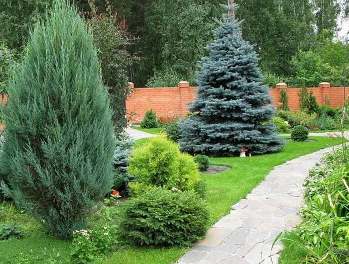 Spruce in landscape design