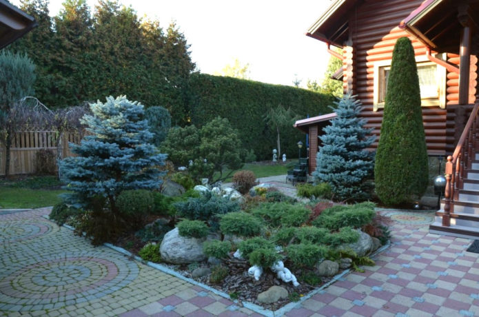 Spruce in landscape design