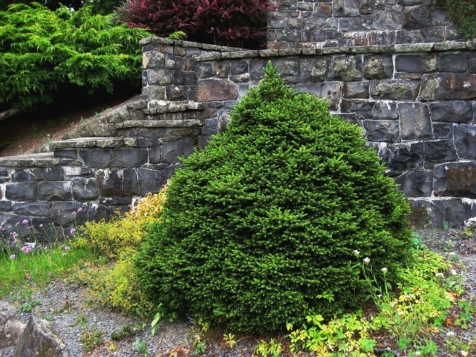 Spruce against a stone wall