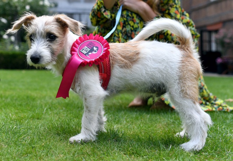 UK: puppy settles in the prime minister's residence