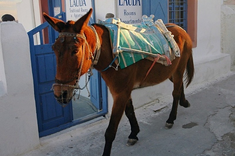 fat man on a donkey