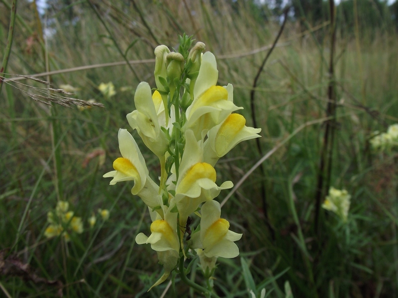 Common toadflax