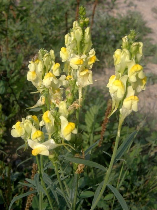 Common toadflax