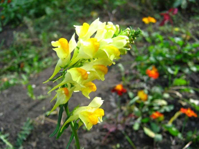 Toadflax on the site