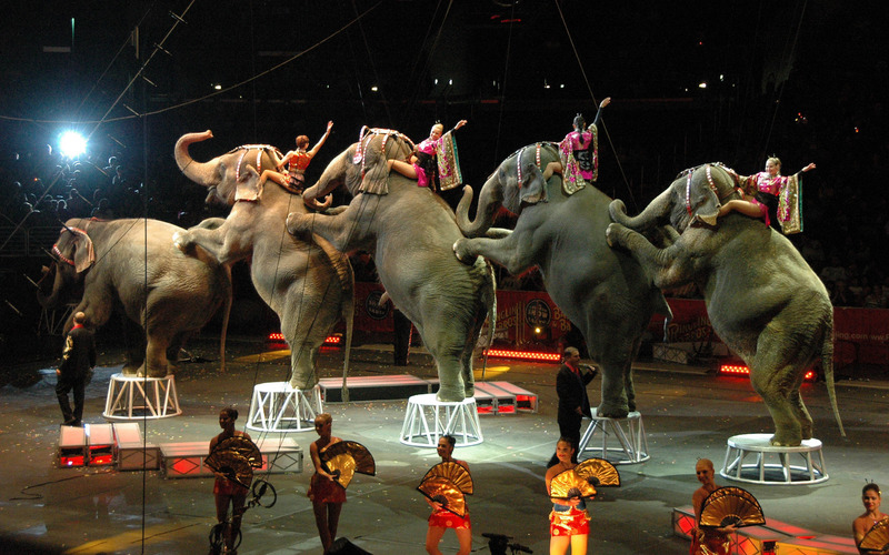 circus elephants