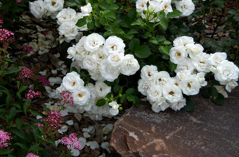 A carpet of beautiful ground cover roses: 45 ideas for use in landscaping