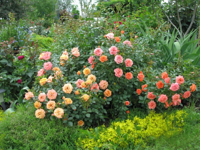 Ground cover roses in landscape design