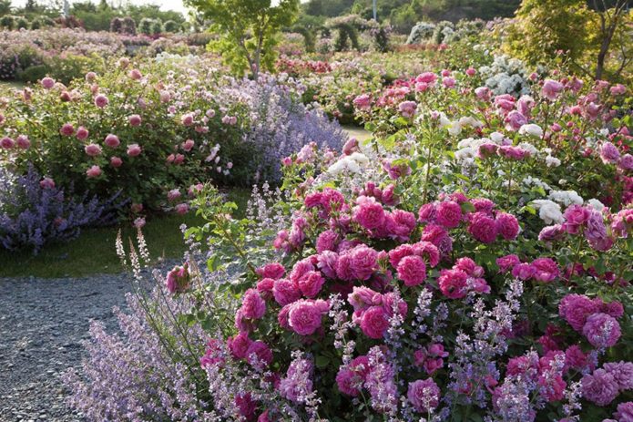 Ground cover roses in landscape design