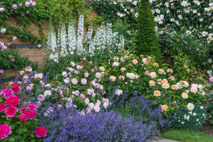 Ground cover roses in landscape design