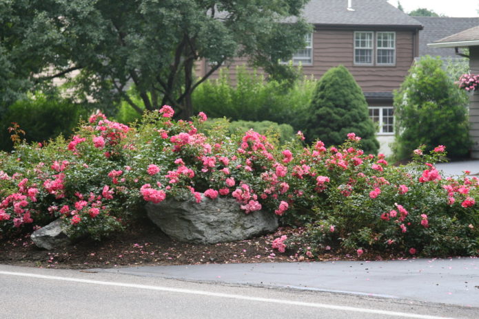 Ground cover roses in landscape design