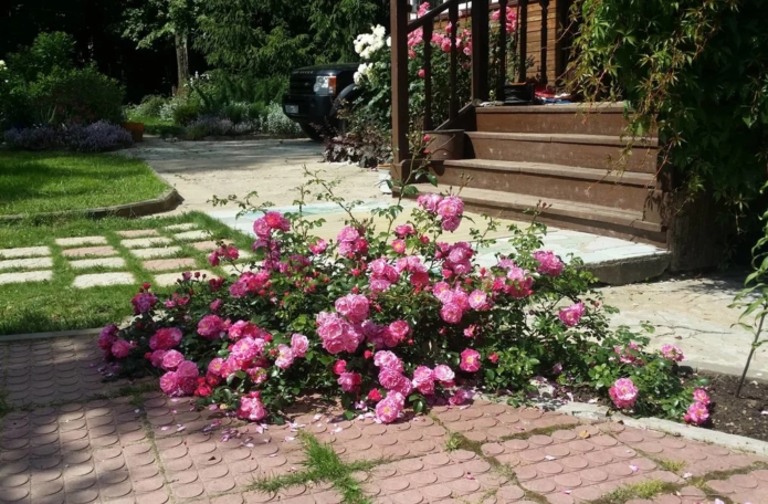 Ground cover roses in landscape design