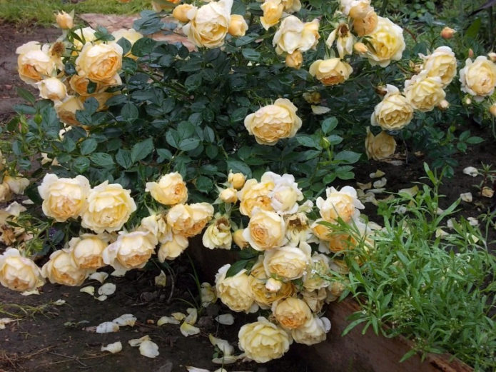 Ground cover roses