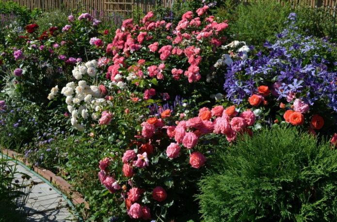 Ground cover roses in landscape design