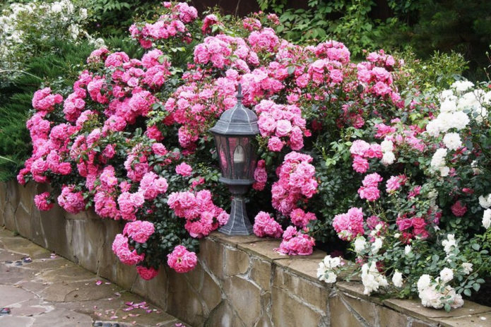 Ground cover roses in landscape design