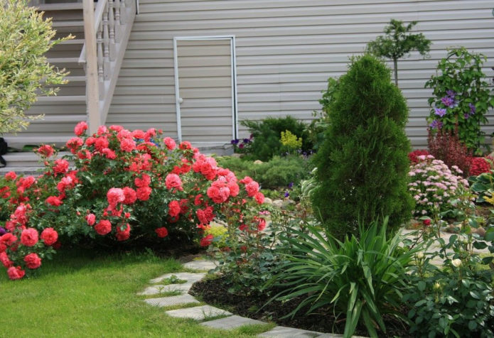 Ground cover roses in landscape design