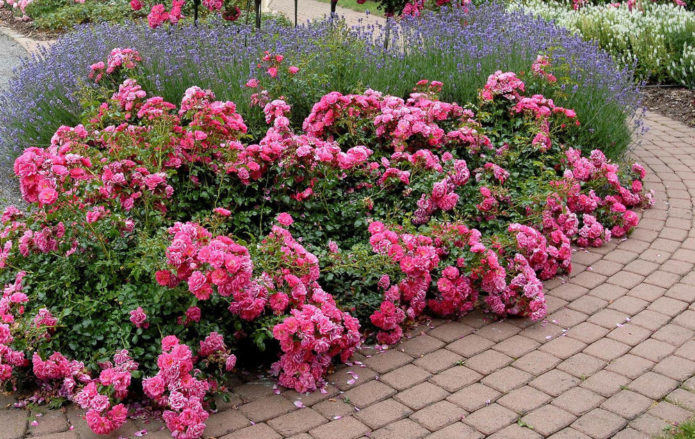 Ground cover roses in landscape design