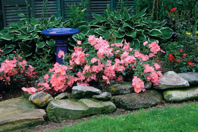 Ground cover roses in landscape design