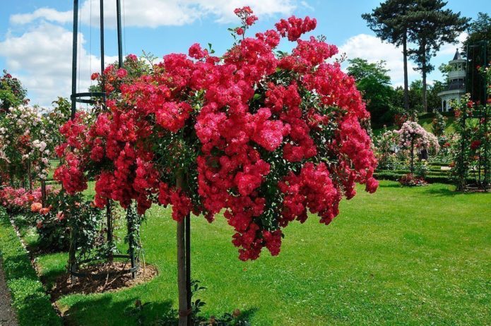 Ground cover roses in stem