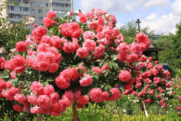 Ground cover roses in stem