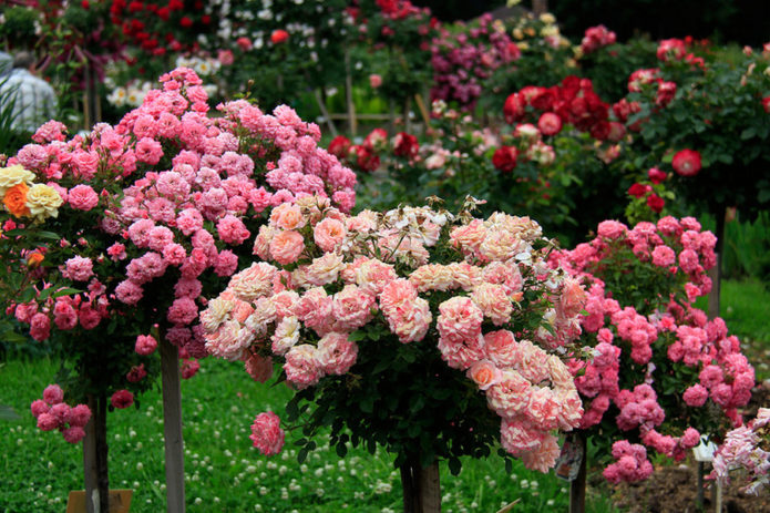 Ground cover roses in stem