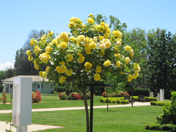 Ground cover roses in stem