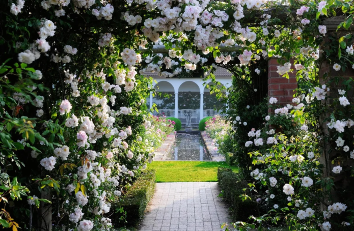 Ground cover roses in landscape design