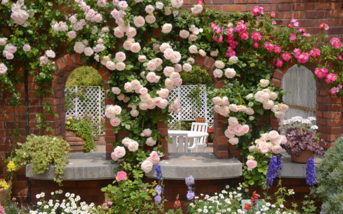 Ground cover roses in landscape design