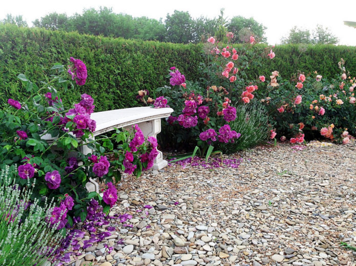 Ground cover roses in landscape design