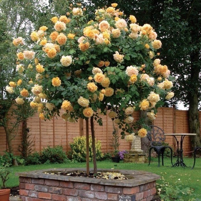 Ground cover roses in landscape design