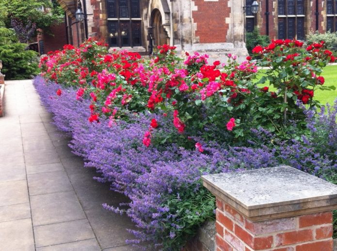 Ground cover roses in landscape design