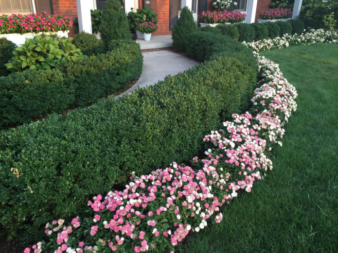 Ground cover roses in landscape design