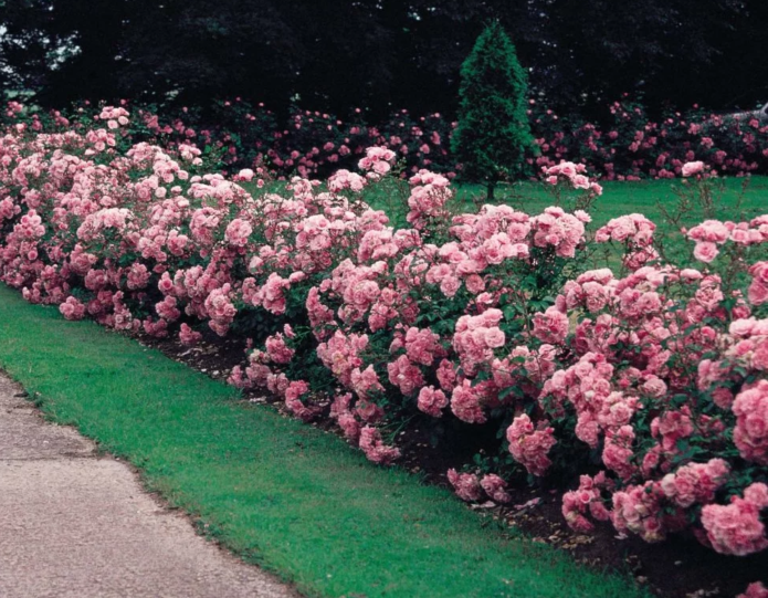 Ground cover roses in landscape design