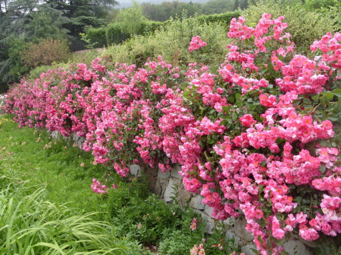 Ground cover roses in landscape design