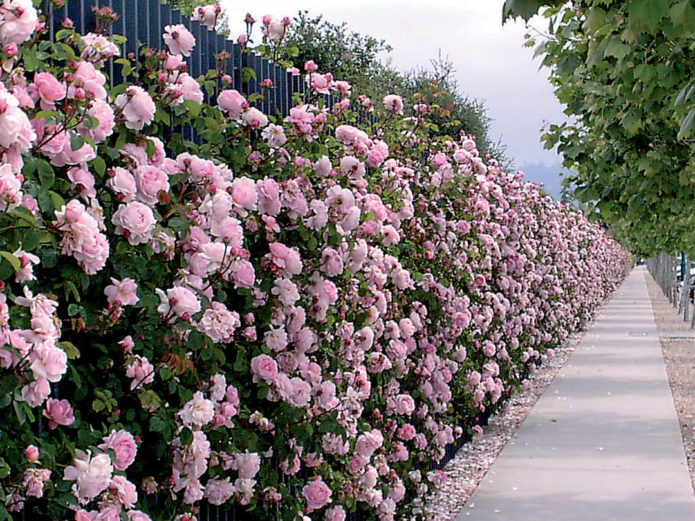 Ground cover roses in landscape design