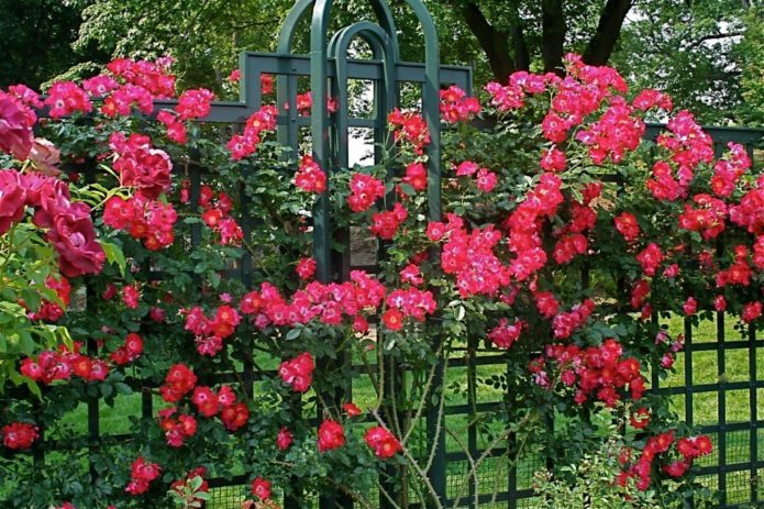 Ground cover roses in landscape design