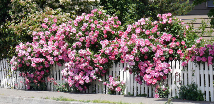 Ground cover roses in landscape design