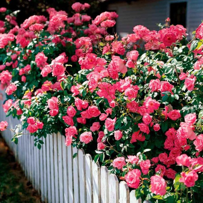 Ground cover roses in landscape design